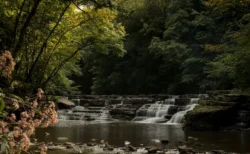 Waterfalls shaded beneath the trees amid Camp Creek State Park in the summertime.