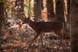 Medium shot of a buck walking in the woods.