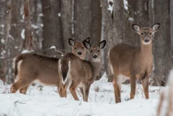 Add These Festive West Virginia State Parks Adventures to Your Holiday Bucket List