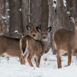 Add These Festive West Virginia State Parks Adventures to Your Holiday Bucket List
