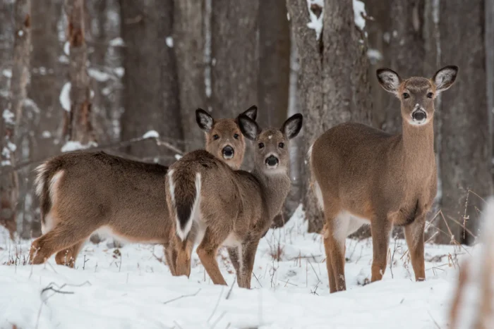 A close-up shot of three white tailed deer standing in the woods during the winter.