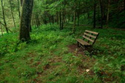 A Bench at Cabwaylingo State Forest
