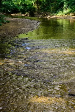A shot by the creek bank of Twelvepole Creek during the summer in Cabwaylingo State Forest.