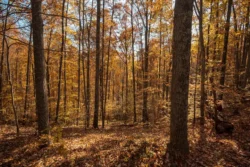 Extensive forestry at an up-hill angle during the fall in Cabwaylingo State Forest.
