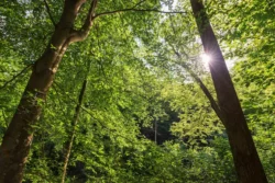 Hikers point-of-view while admiring the greenery above them in Cabwaylingo State Forest.