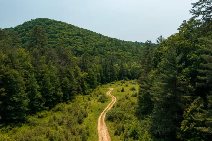 Trail winding amid Calvin Price State Forest during the summer.