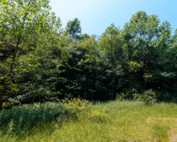 Open field of greenery for wildlife to be spotted in Calvin Price State Forest during the summer.