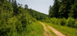 Hiking trail through Calvin Price State Forest during the summer.