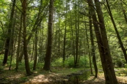 Calvin Price State Forest timber withstanding present day during the summer season.