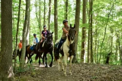 Wide shot of a horseback trail experience in Camp Creek State Park during the summer.