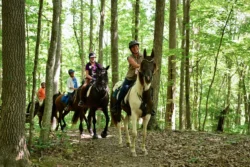 Horseback riders following a forest trail