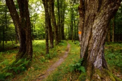 Hiking trail in the woods at Canaan Valley Resort State Park during the summer.