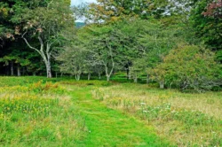 Hiker's view of Blackwater River Trail during the summer.