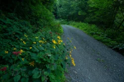 Gravel road with flowers in the embankment  during the spring or summer.