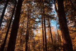 Cathedral State Park's vast amount of forestry during the fall.