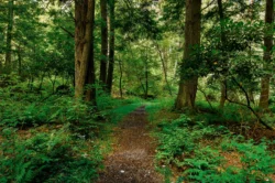 Hiking trail in the forest at Cathedral State Park during the summer.