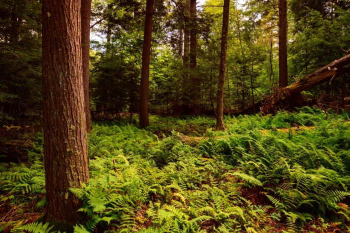 Heavily forested section of Cathedral State Park during the summer.