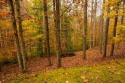 Wooded area with picnic tables at Cedar Creek State Park during the summer.