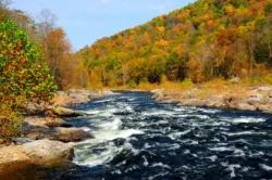 Cheat River in autumn