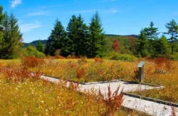 The botanical area of Cranberry Glades during the fall.