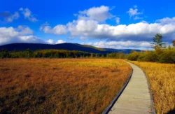 Walker's view from the wooden walkway at Cranberry Glades Botanical Area during the late summer/fall.