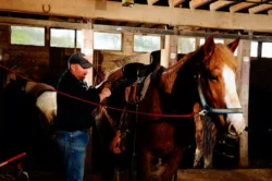 Man saddling a horse in preparation for riding