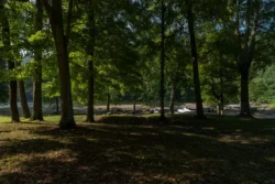A Forest at Valley Falls State park
