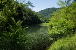 Side view of Lake Logan from the woods during the summer.