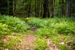 Low-level shot of hiking trail in Kumbrabow State Forest during the summer.