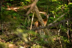 Close-up shot of a deer traveling through Kumbrabow State Forest during the summer.