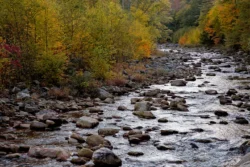 Shallow creek hidden around fall foliage in Lost River State Park.