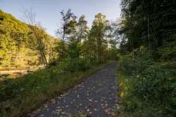 Leaves falling on the Elk River Trail