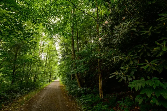 Walker's point-of-view when walking through summertime greenery on the Greenbrier River Trail.