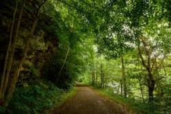 The Greenbrier River Trail amid extensive greenery during the summer.