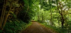 Heavily wooded area of Greenbrier River Trail during the summer.