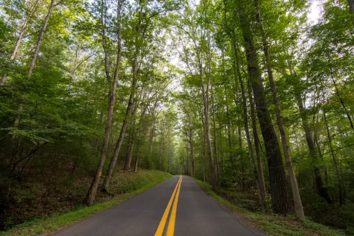 Views of presently restored timber and greenery during the summer in Greenbrier State Forest.