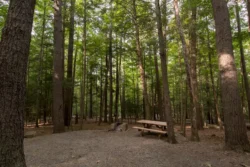 Wide shot of a vacant camping unit in Greenbrier State Forest during the summer.