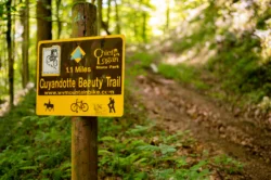The Guyandotte Trail starts at the head of Mud Lick Hollow. Sights along the trail include abandoned coal mines and the endangered wildflower species the Guyandotte beauty, which blooms in May.