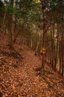 A high-level mountain trail during the fall in Kumbrabow State Forest.