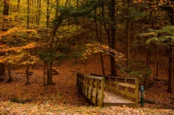 Bridge crossing to campsite #21 during the fall.