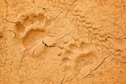 Animal tracks that may appear when treasure hunting along the trails in Kumbrabow State Forest.