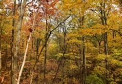 Hunters point-of-view when in a designated hunting zone in Kumbrabow State Forest during the fall.