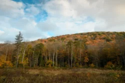 Upward view of fall forestry with a cloudy overhead in Kumbrabow State Forest.