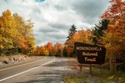 Roadside view of Monongahela National Forest during the fall.