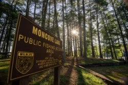 Entry to Moncove Lake public fishing access area with a sunny overhead between the trees.