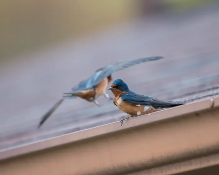 Two gorgeous birds spotted and caught on camera around Moncove Lake.