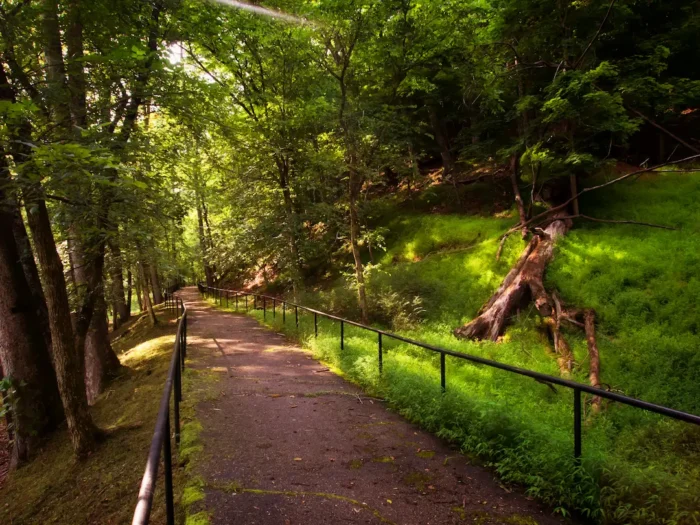 Walker's point-of-view when walking through the wilderness surrounding the North Bend Rail Trail during the summer.