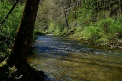 Wide shot of Panther Creek during the summer in Panther State Forest.