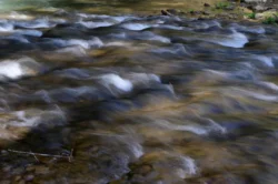 Close-up of a streamflow in the Panther Creek.