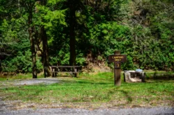 Campsite #3 with a firepit and picnic bench during the summer in Panther State Forest.